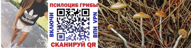 дарк нет официальный сайт  Жирновск  Псилоцибиновые грибы MAGIC MUSHROOMS 